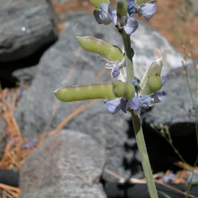 Fruit