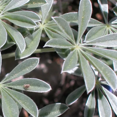Leaves