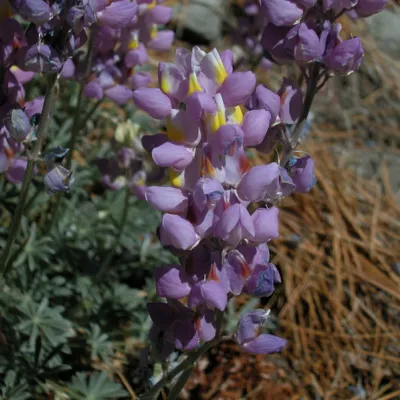 Inflorescence