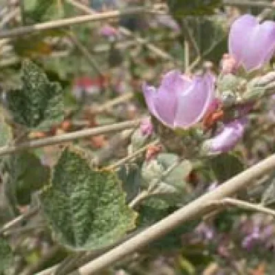 Malacothamnus fasciculatus