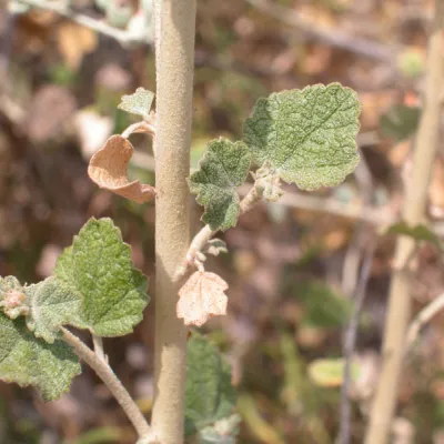 Leaves