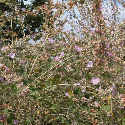 Plant (a tall shrub or small tree)