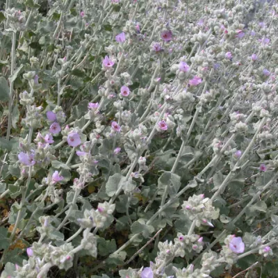 Malacothamnus fremontii