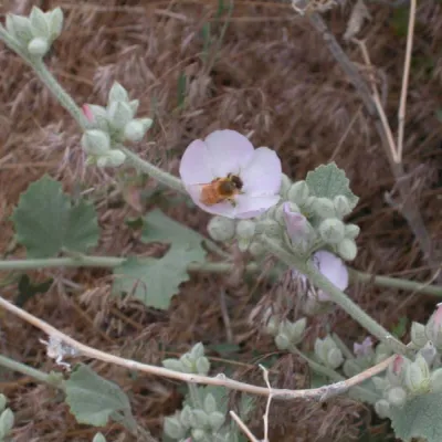 Inflorescence