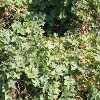 Marah macrocarpus