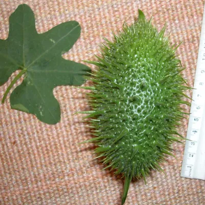 Fruit and leaf
