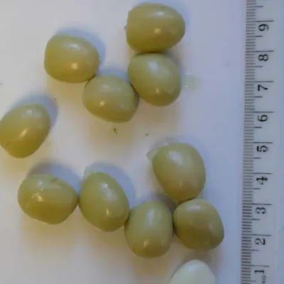 Seeds