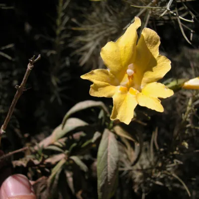 Mimulus aurantiacus