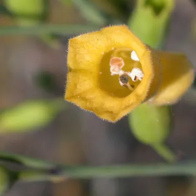 Close-up of flower