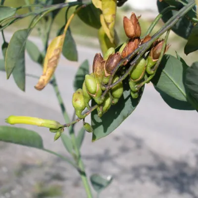 Fruits (capsules)