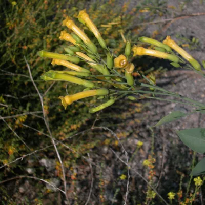Inflorescence