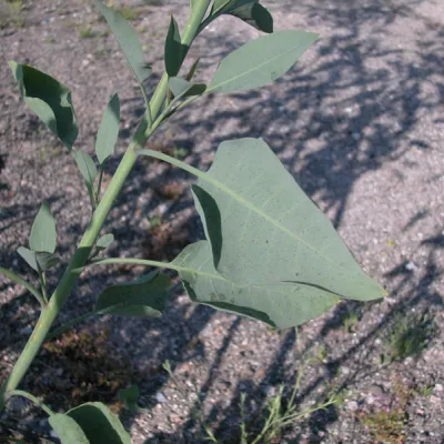 Leaf