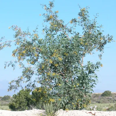 Nicotiana glauca