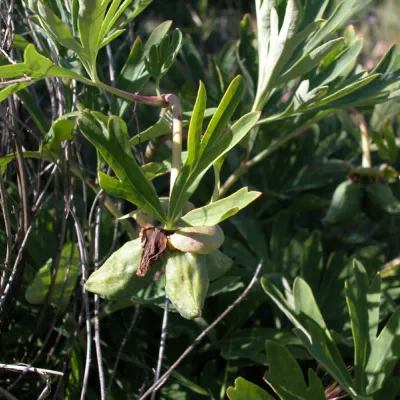 Fruits