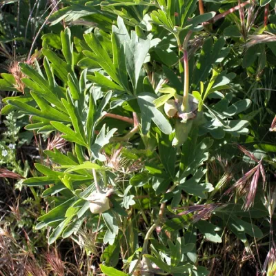 Paeonia californica