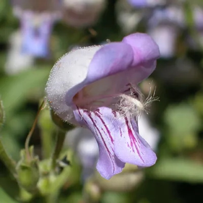 Penstemon grinnellii