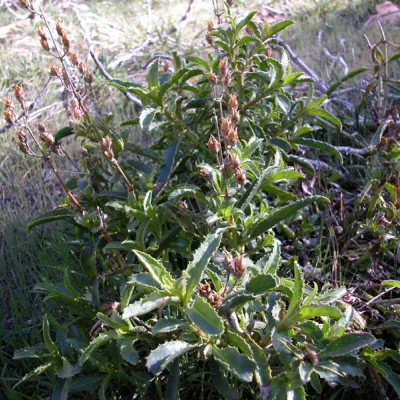 Plant in fruit