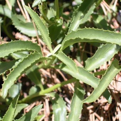 Leaves