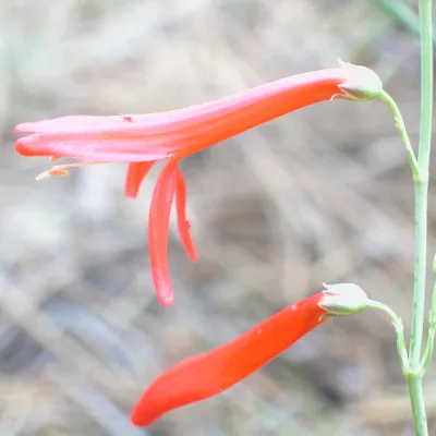 Penstemon labrosus