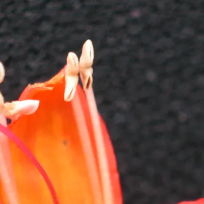 Anthers