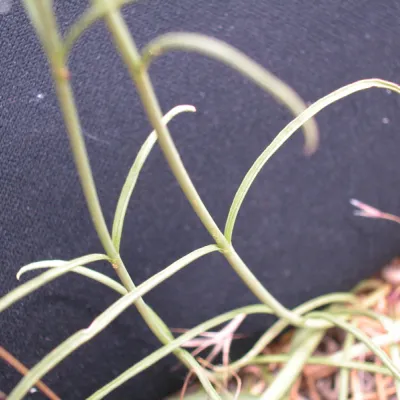 Leaves