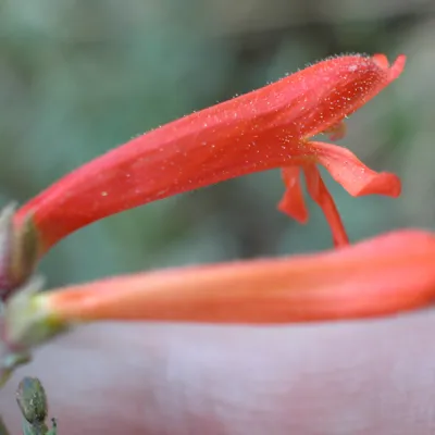 Penstemon rostriflorus