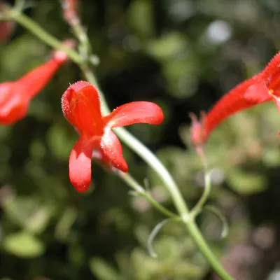 Front view of flower