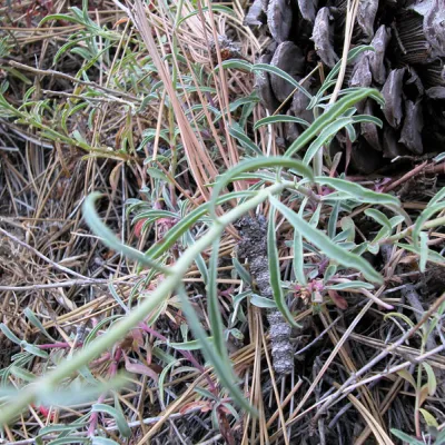 Leaves