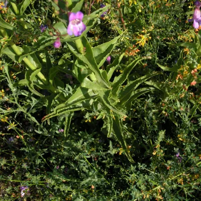 Leaf arrangement