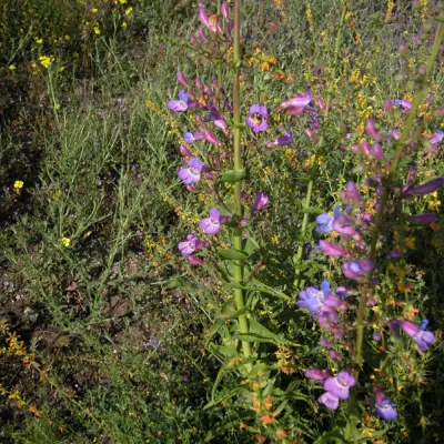 Whole plant