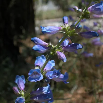 Inflorescence