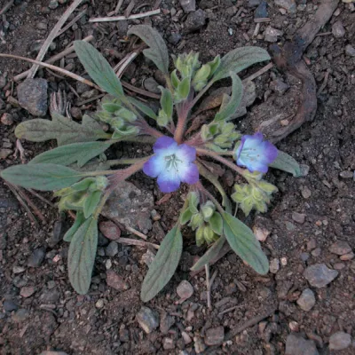 Phacelia davidsonii