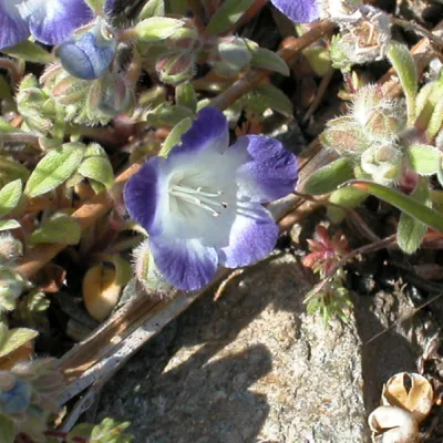 Flower and flower buds