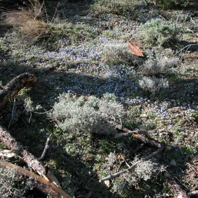Carpet of plants