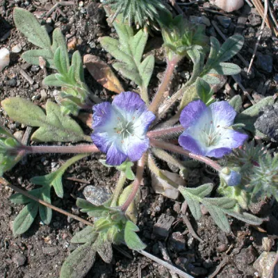 Another plant
