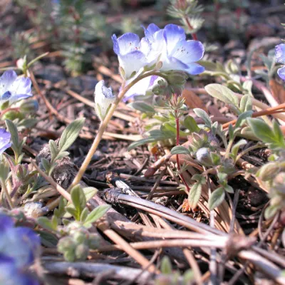 Inflorescence