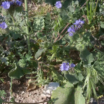 Phacelia distans
