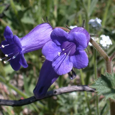 Phacelia minor