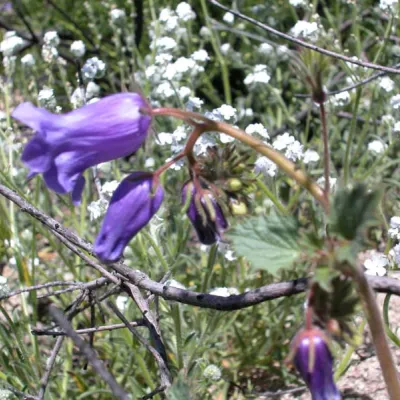 Curled inflorescence