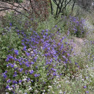 Post-fire stand of Phacelia minor
