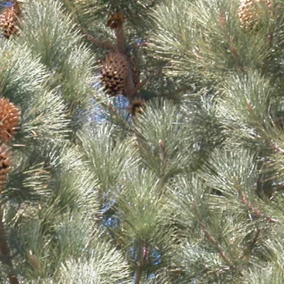 Pinus coulteri 