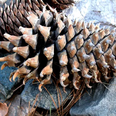Cone