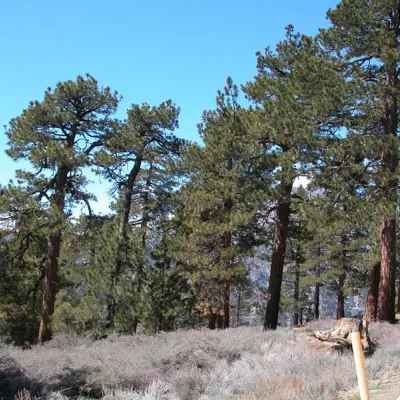 Pinus jeffreyi