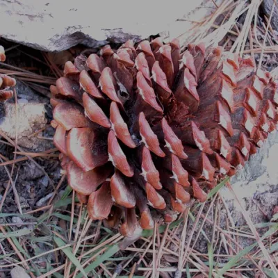 Cone