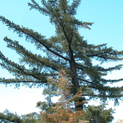 Pinus lambertiana