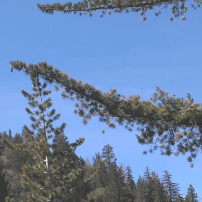 Branch with cone