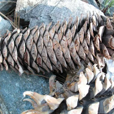 Cone