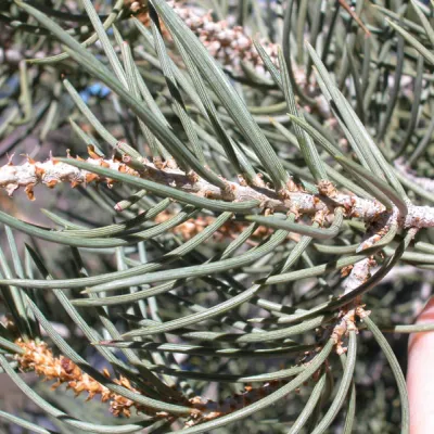 Branch