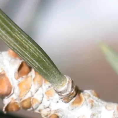 Close-up of fascicle