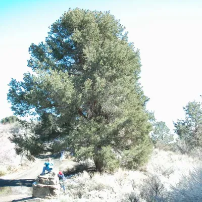 Pinus monophylla